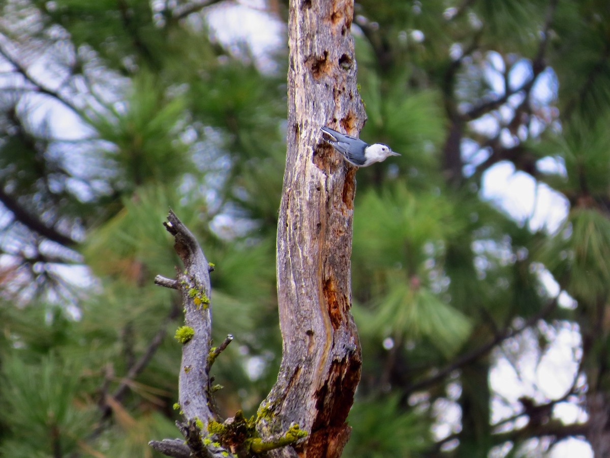 White-breasted Nuthatch - ML178113121