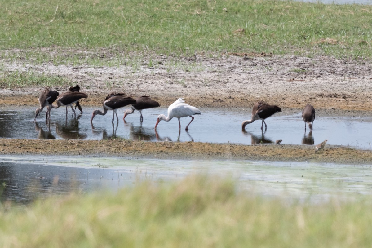 White Ibis - Fay Ratta