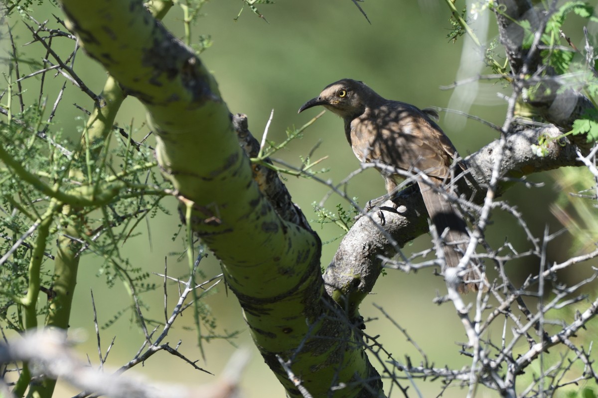 Curve-billed Thrasher - German Garcia