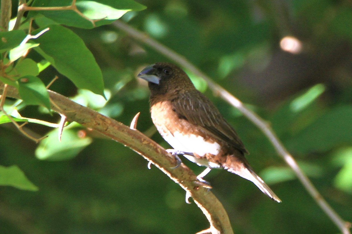 White-bellied Munia - ML178114011