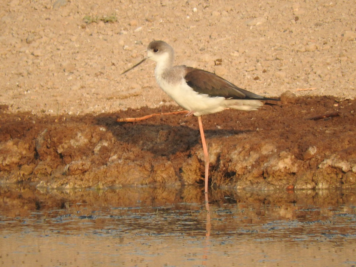 Black-winged Stilt - ML178116441