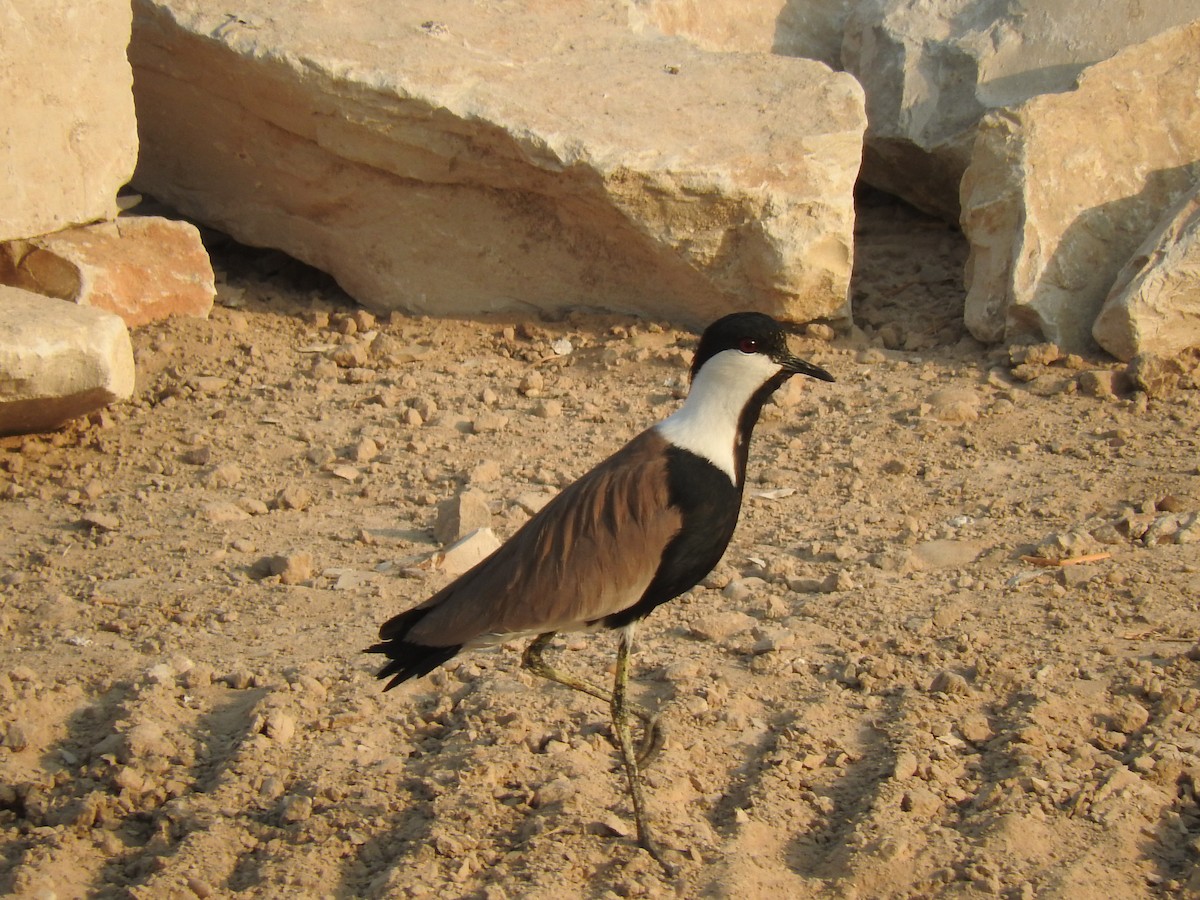 Spur-winged Lapwing - ML178116451