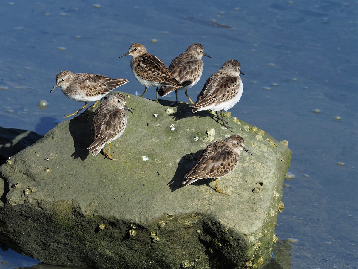 Least Sandpiper - Jack Wickel