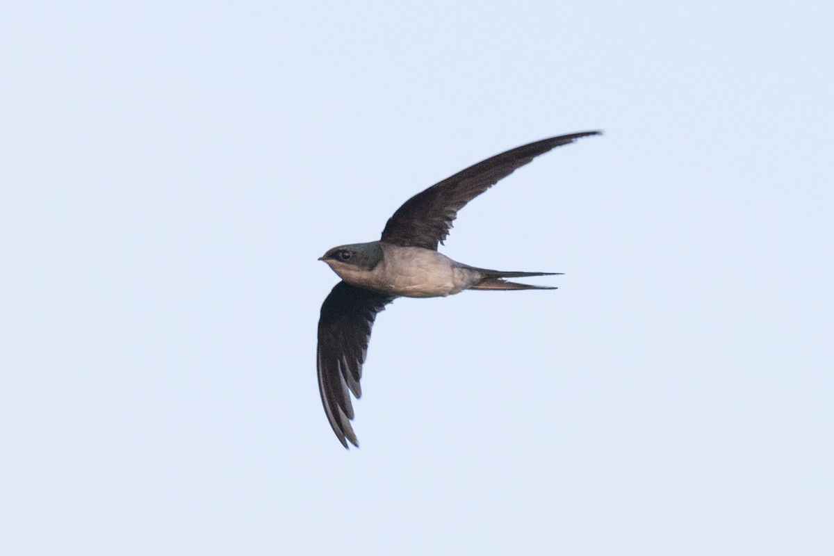 Gray-rumped Treeswift - ML178117901