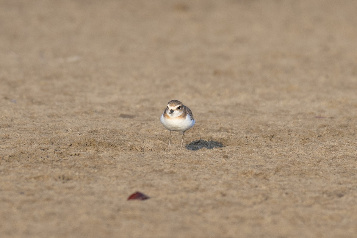 Javan Plover - ML178117981