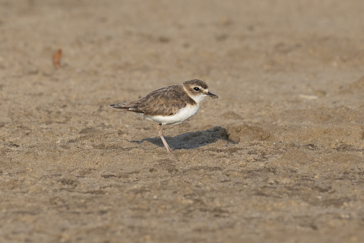 Javan Plover - ML178117991