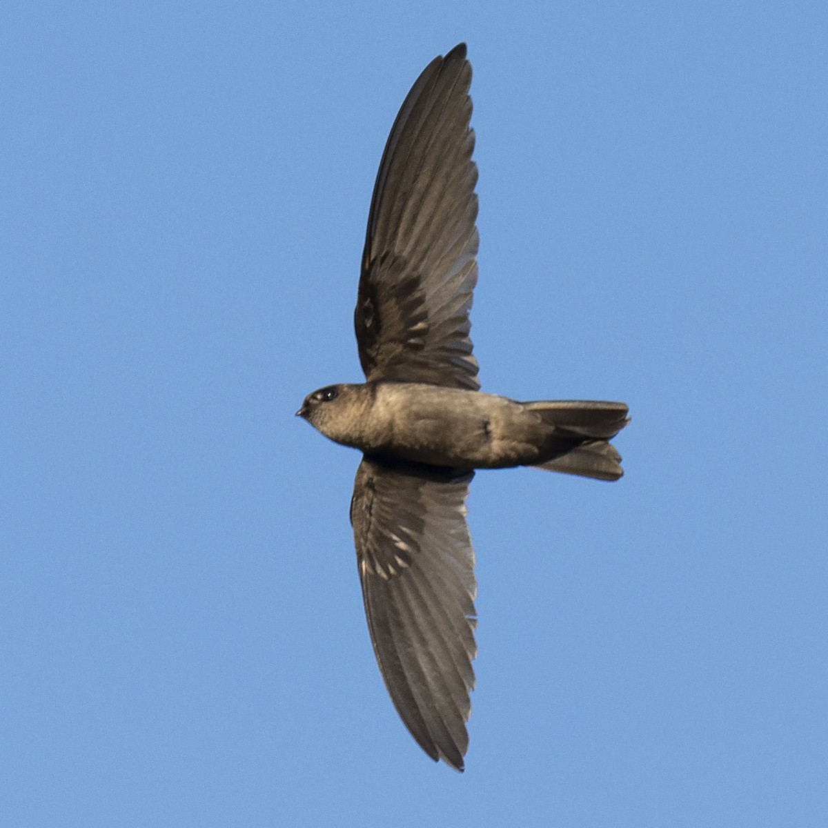 White-nest Swiftlet (White-nest) - Michael Fuhrer