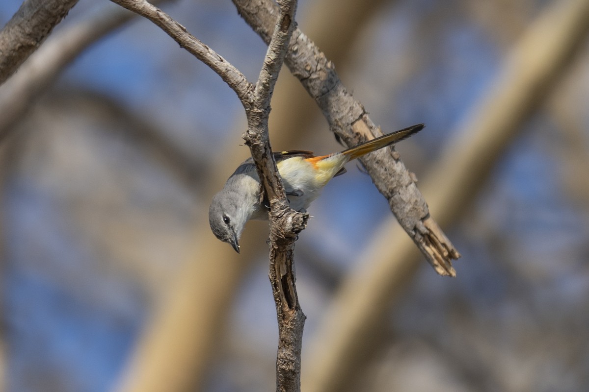 Küçük Minivet - ML178118051