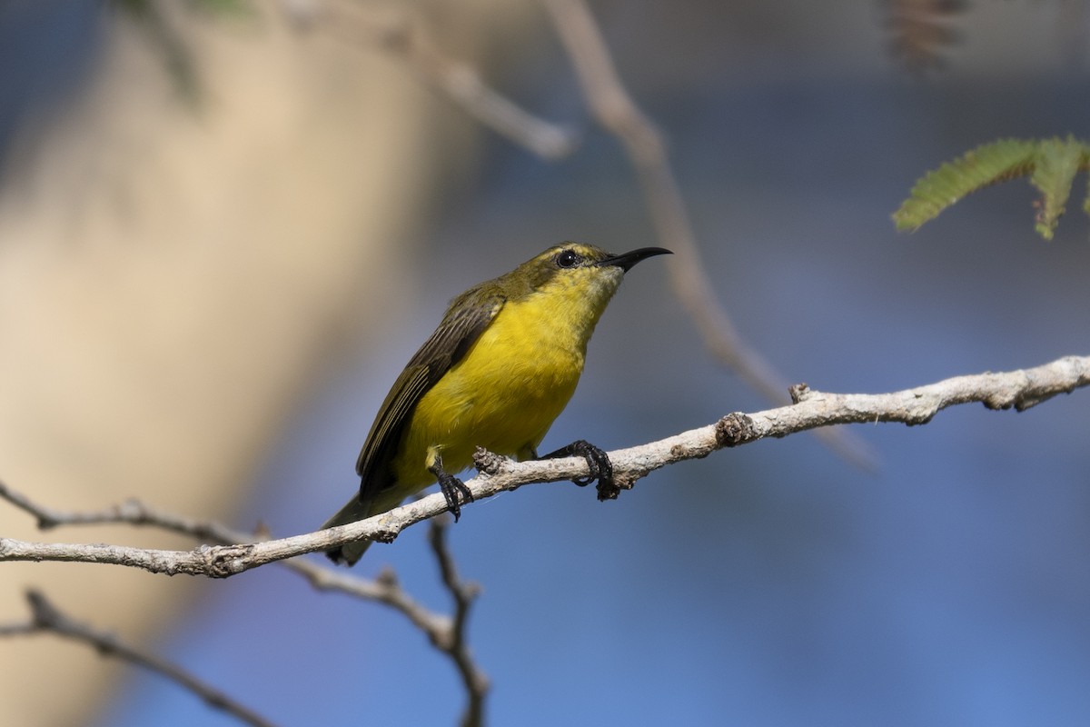 Ornate Sunbird - Michael Fuhrer