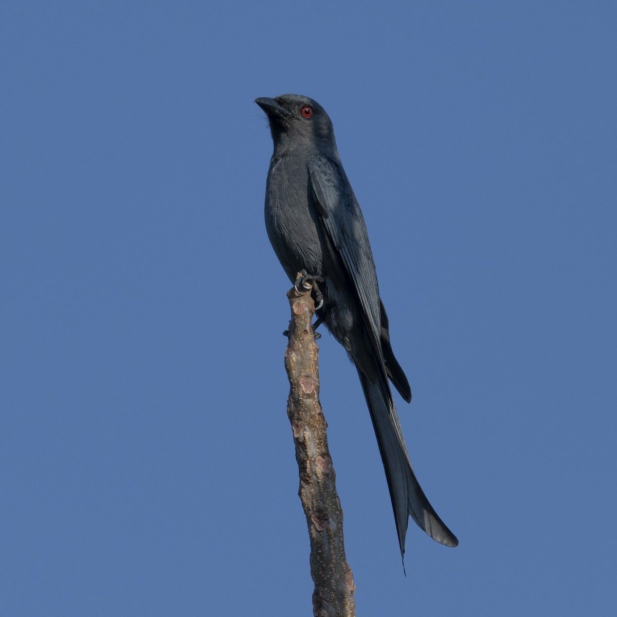 Kül Rengi Drongo - ML178118121