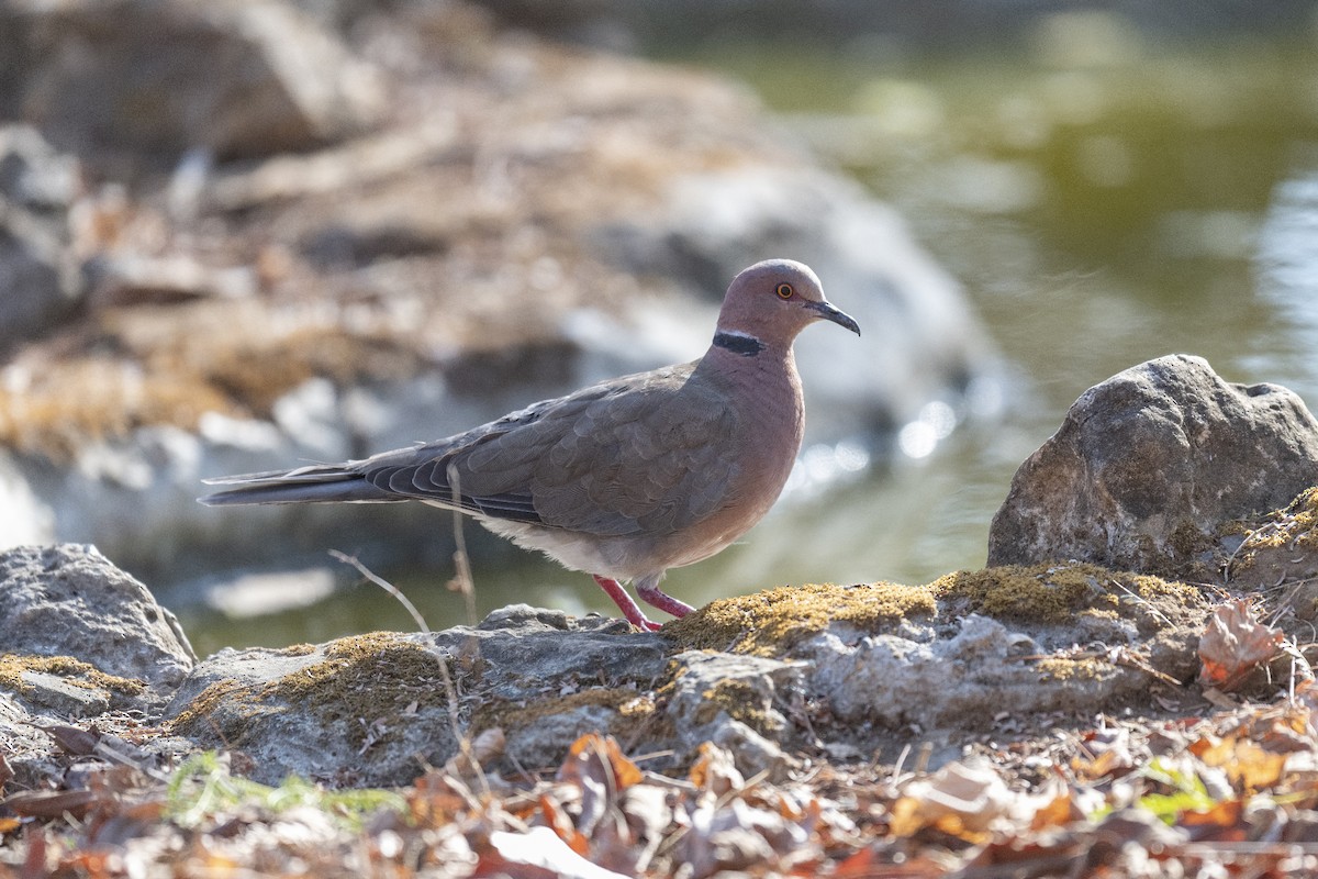 Sunda Collared-Dove - ML178119121