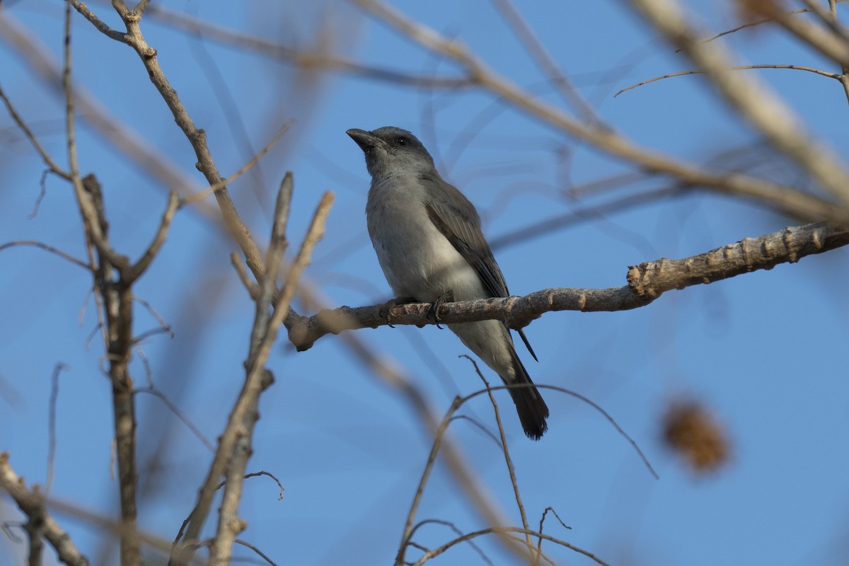 Javan Cuckooshrike - ML178119191