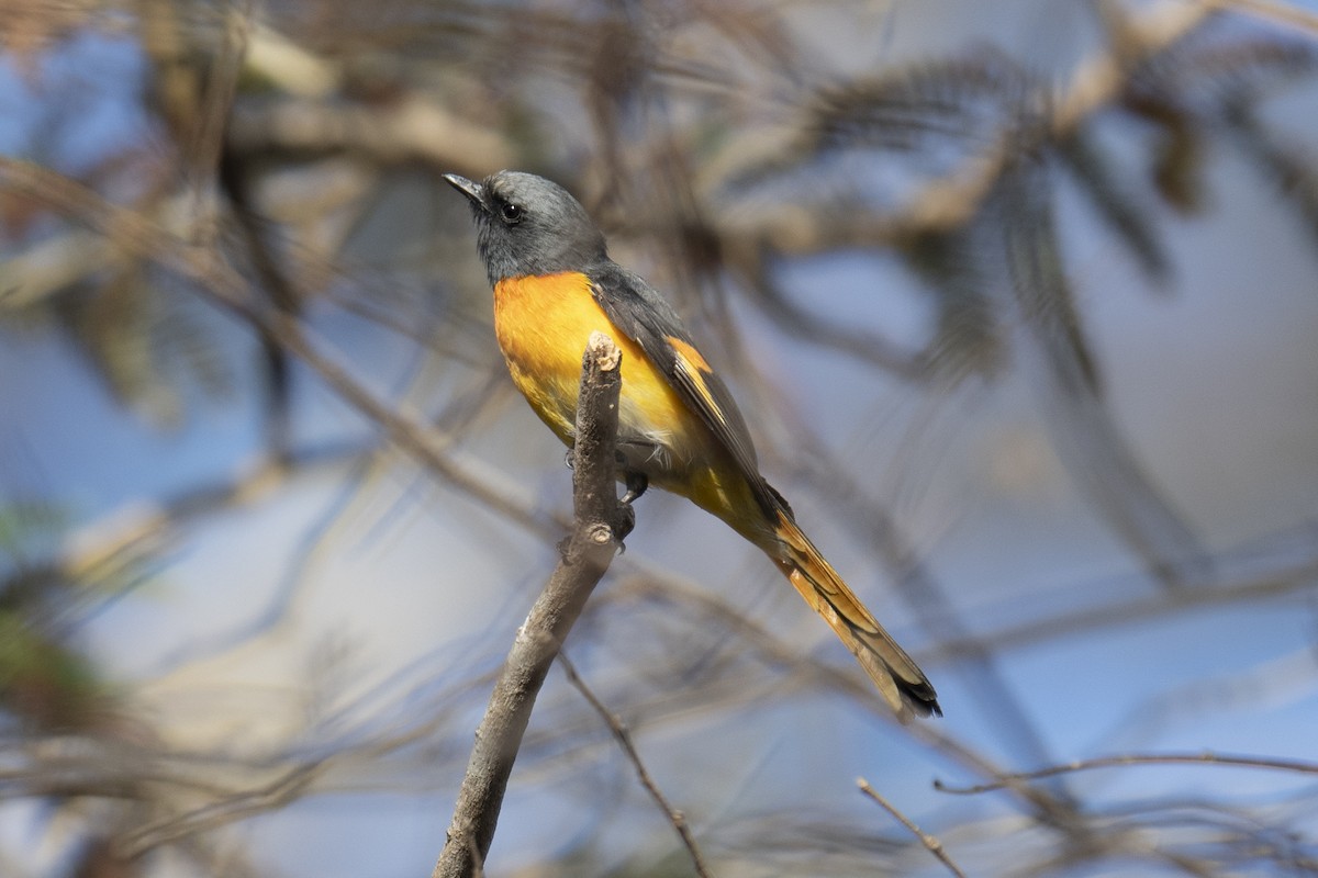 Small Minivet - ML178119341