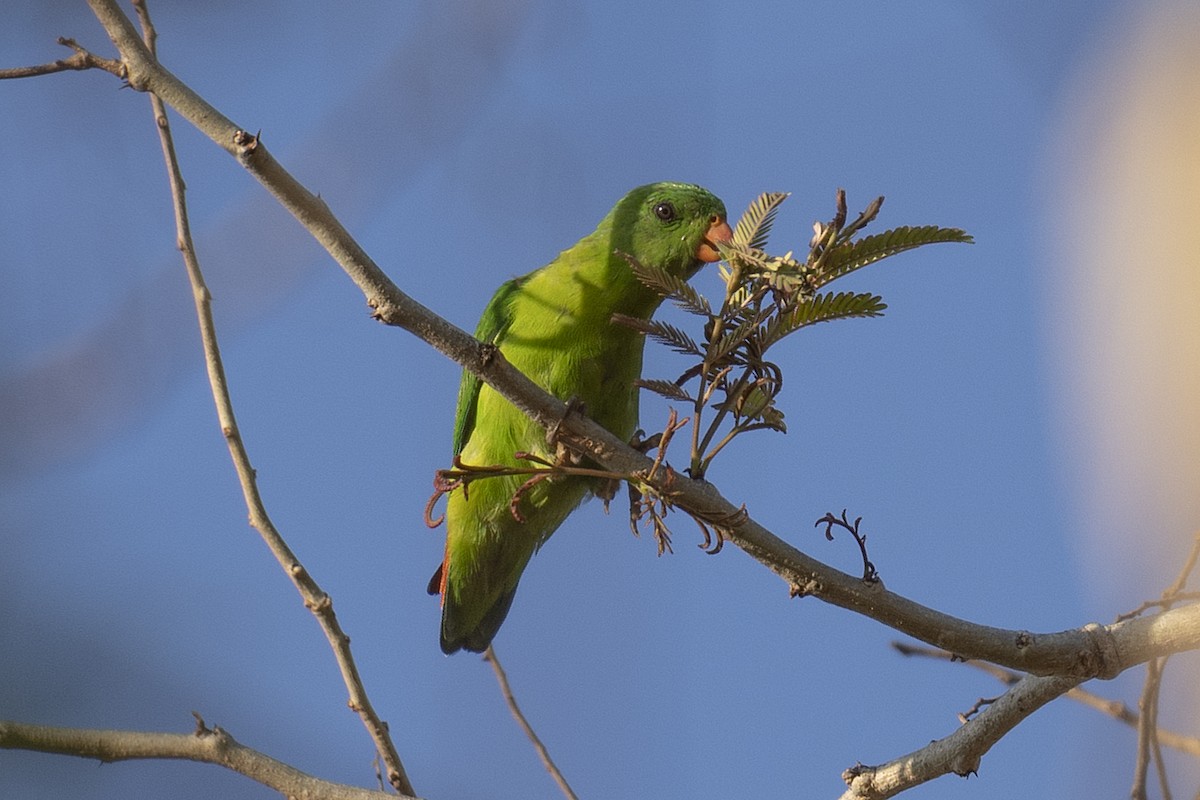 Yellow-throated Hanging-Parrot - ML178119371