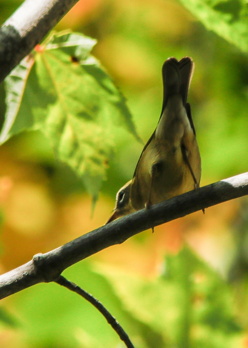 Black-throated Blue Warbler - ML178119611