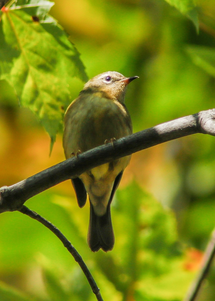 Black-throated Blue Warbler - ML178119621