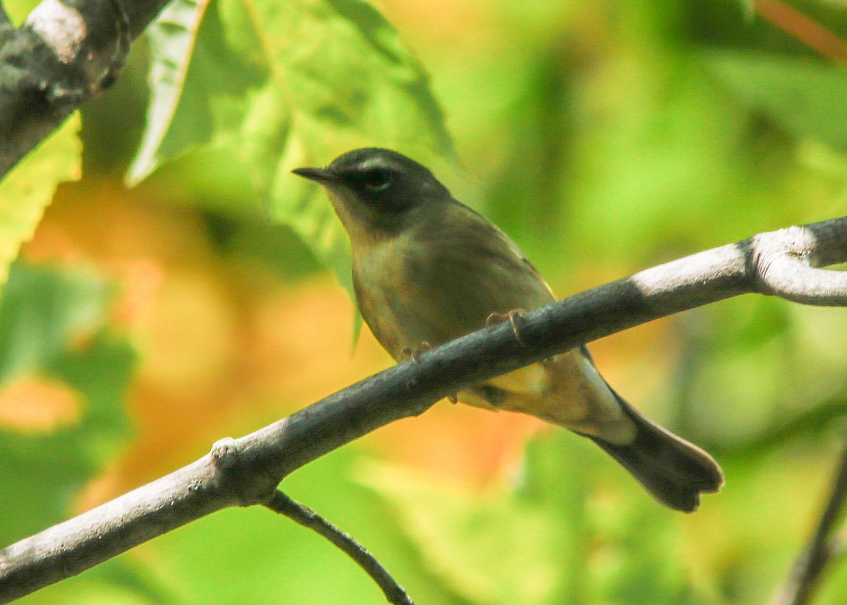 Black-throated Blue Warbler - ML178119641