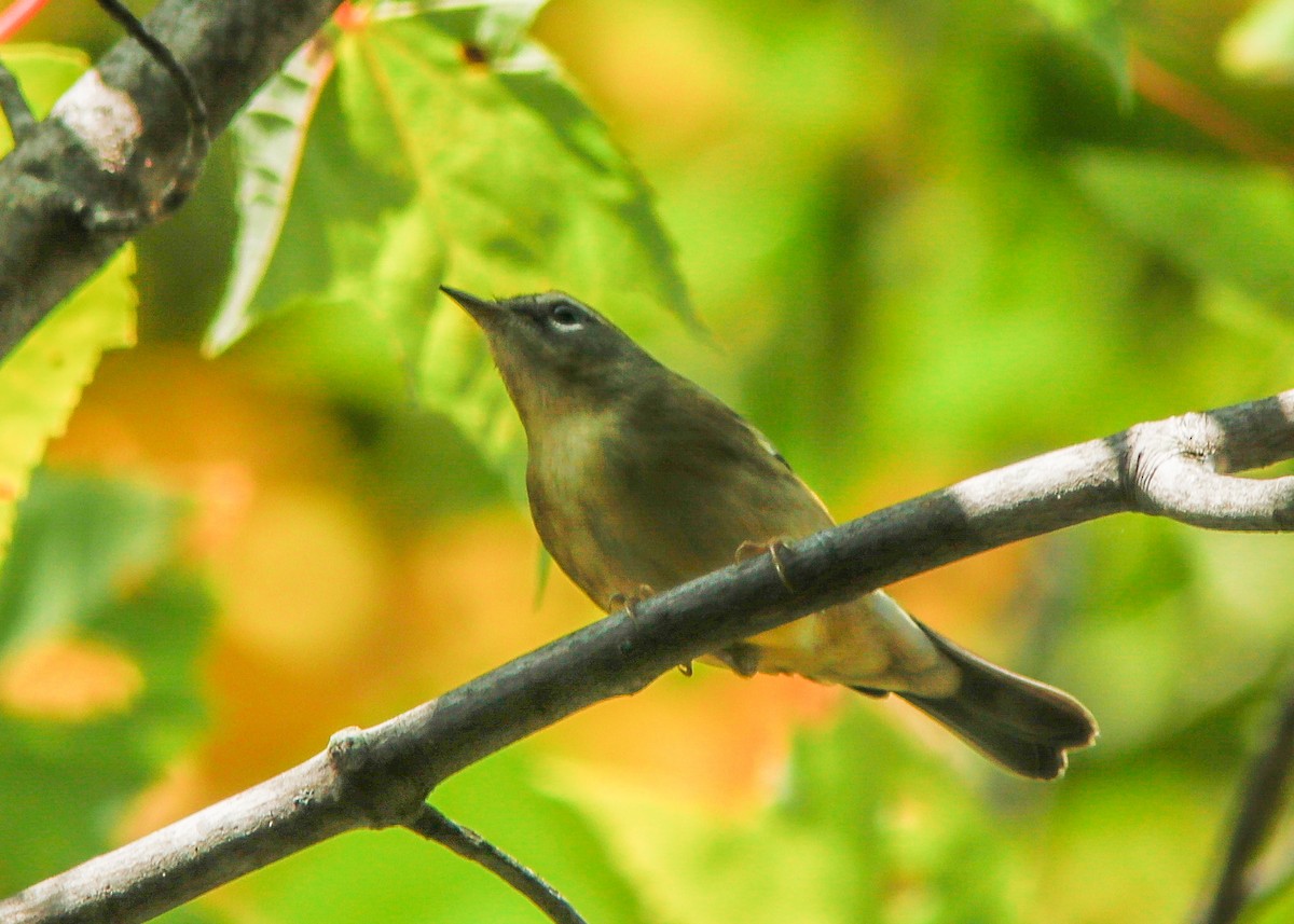 Black-throated Blue Warbler - Marc Boisvert