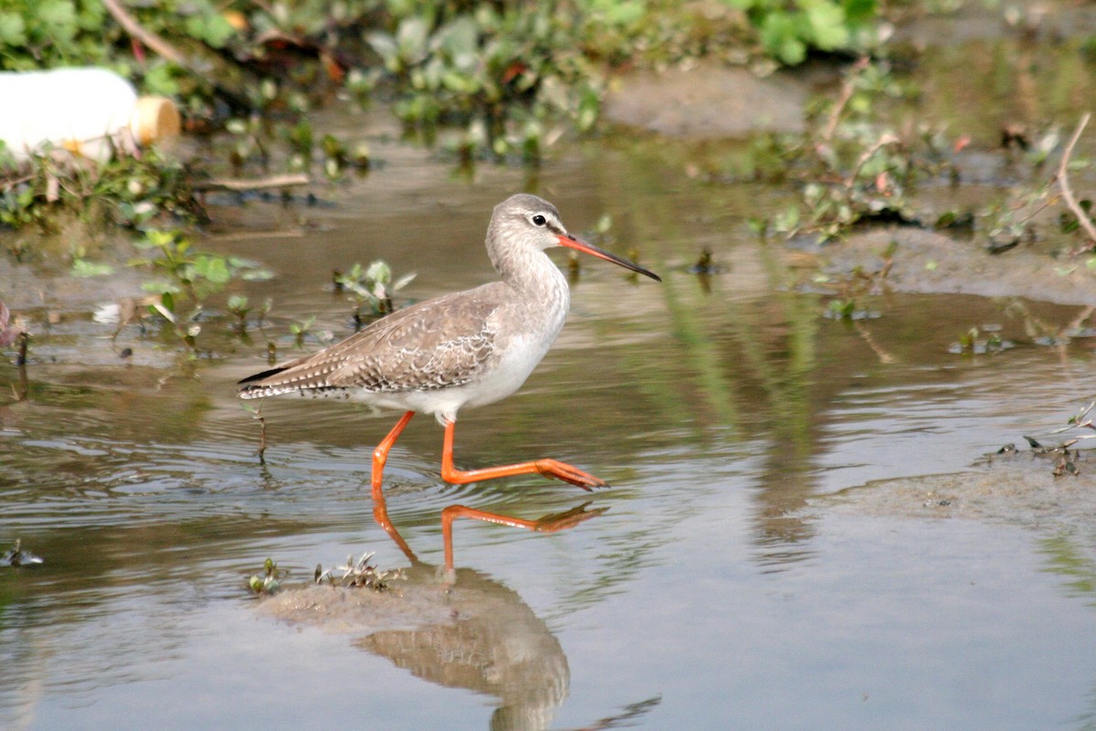 Spotted Redshank - ML178121311