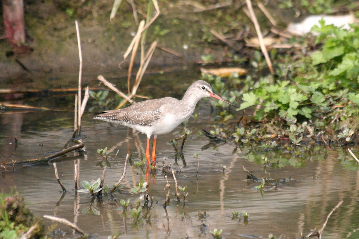 Spotted Redshank - ML178121331
