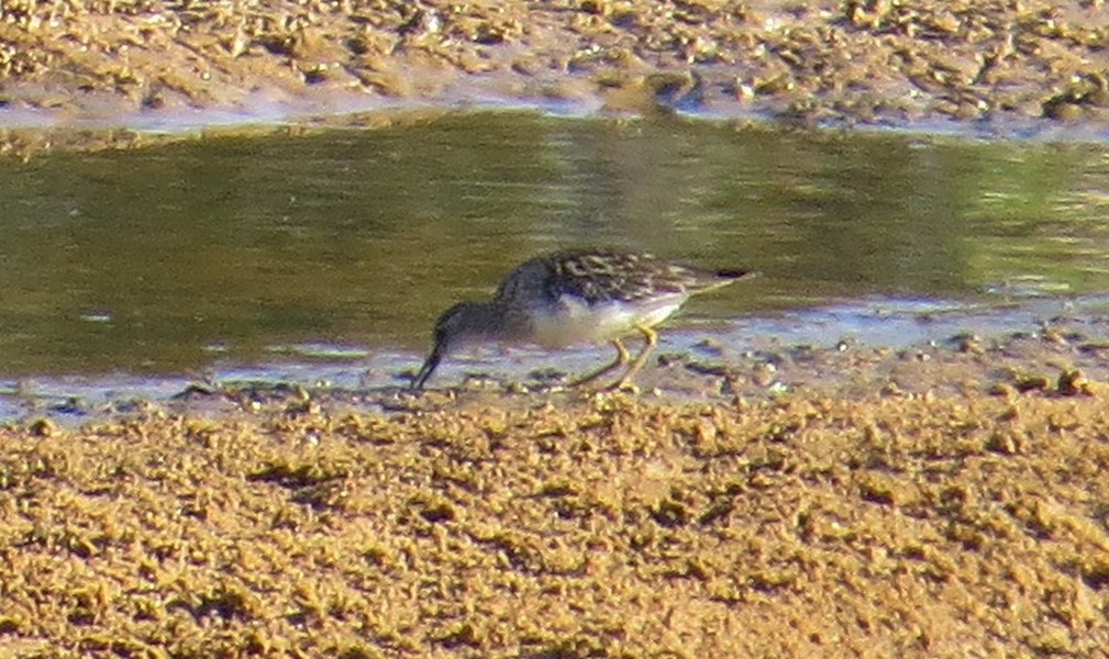 Long-toed Stint - George and Teresa Baker