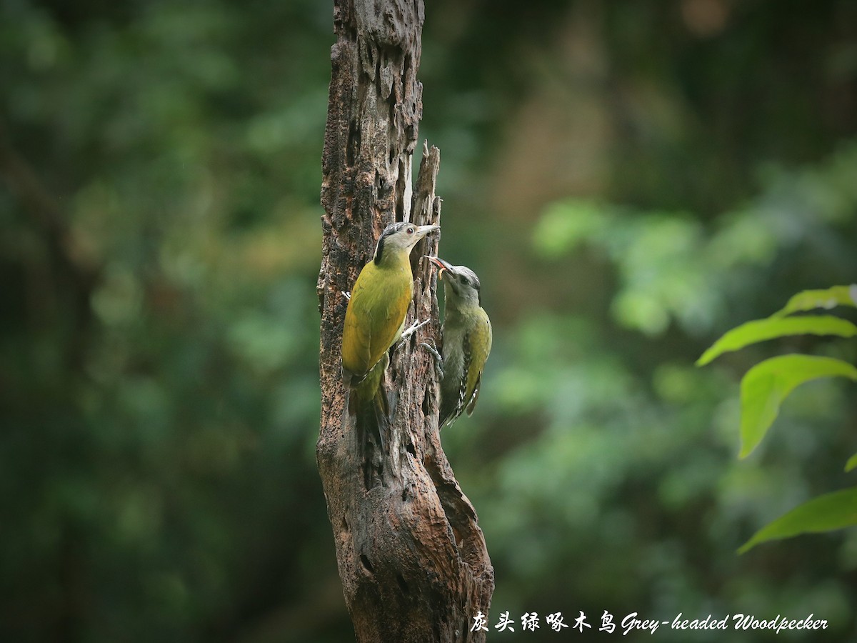 Gray-headed Woodpecker - Qiang Zeng
