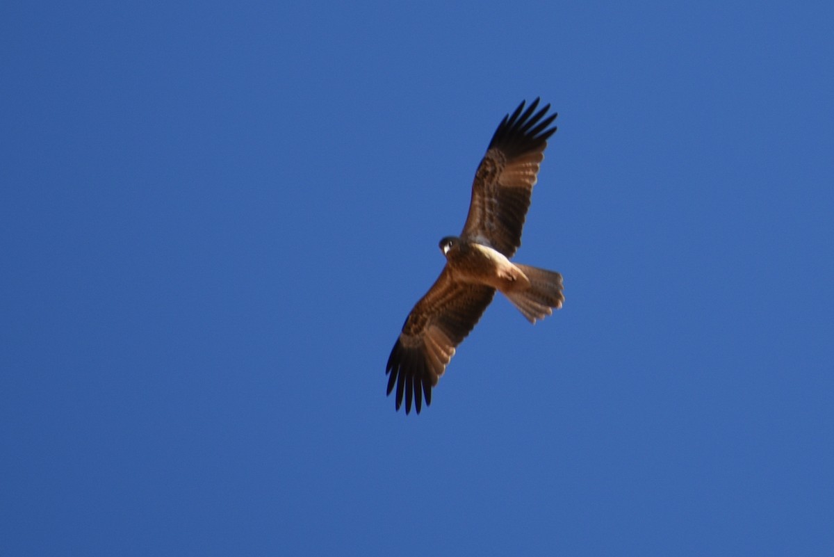 Whistling Kite - Maryse Neukomm