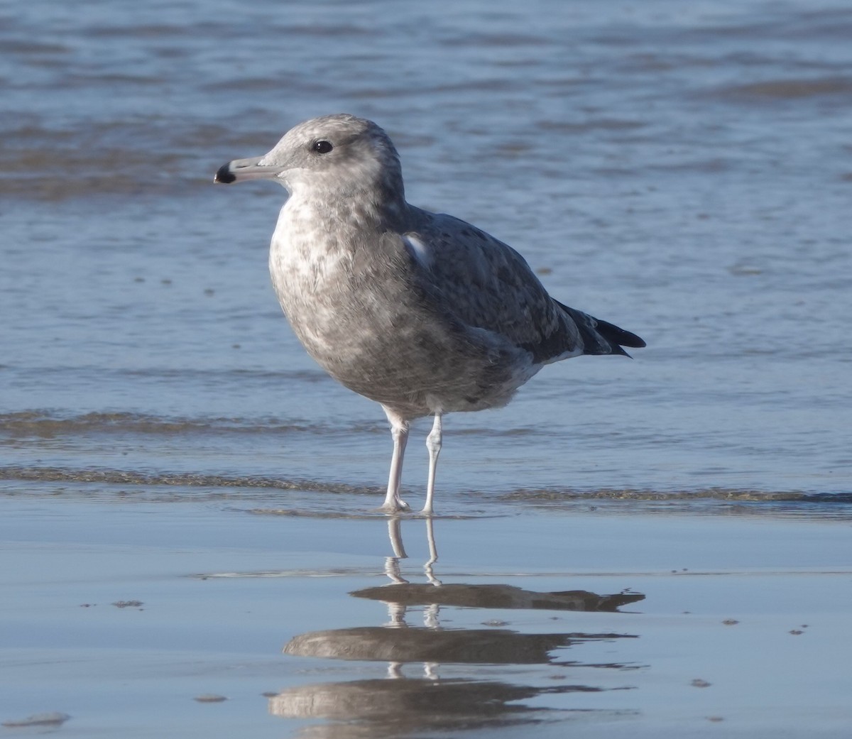 California Gull - John Fields