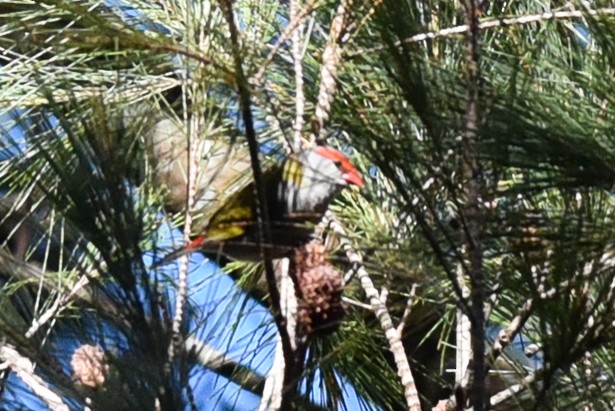 Red-browed Firetail - ML178123081