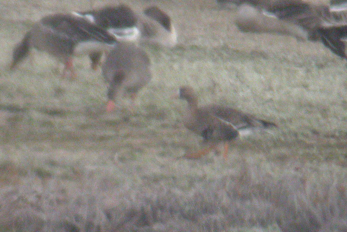 Greater White-fronted Goose - ML178123921