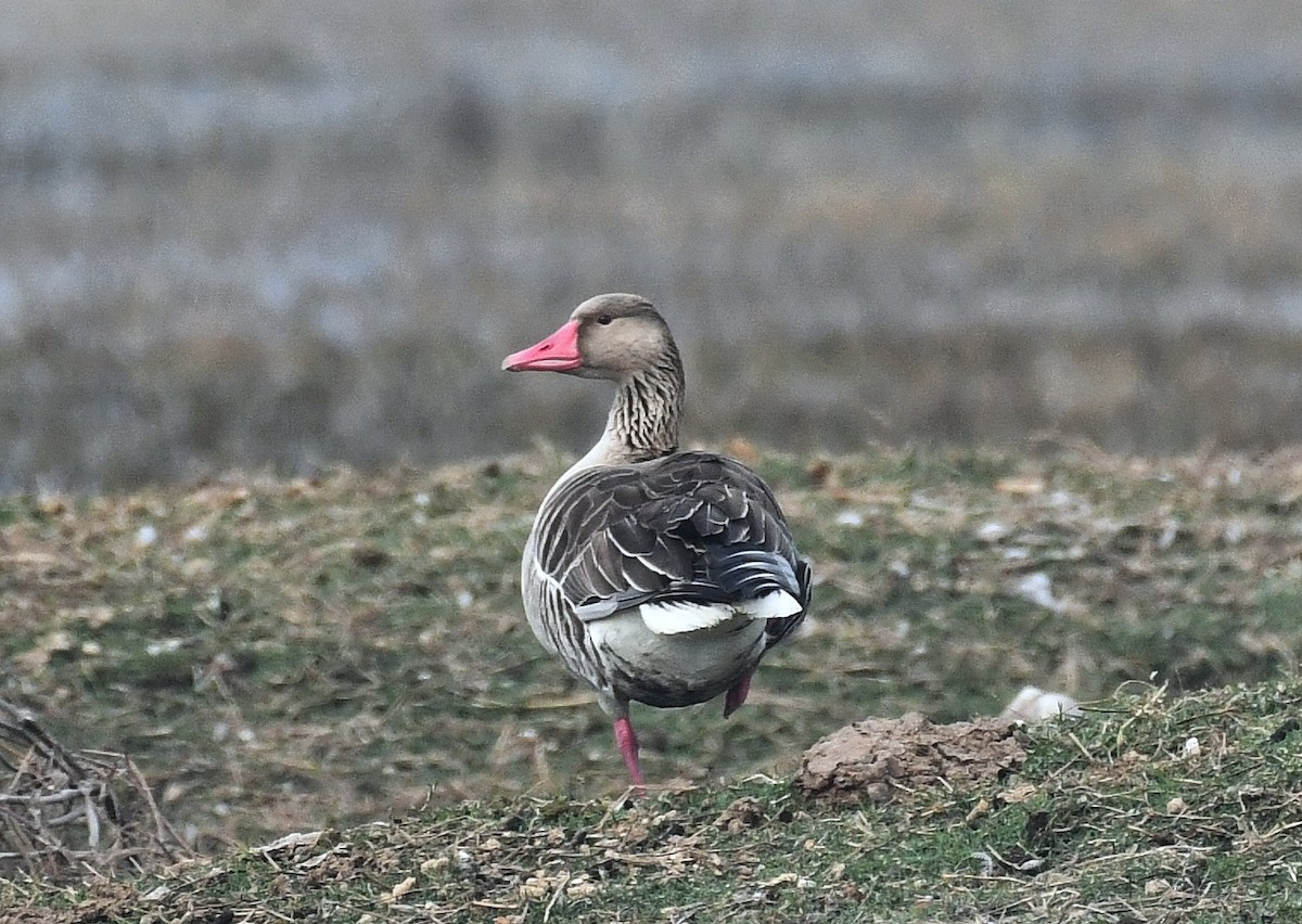 Graylag Goose - Joel  Ranjithkumar