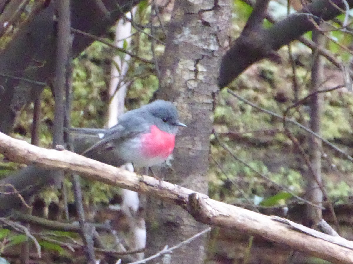 Rose Robin - ML178126801