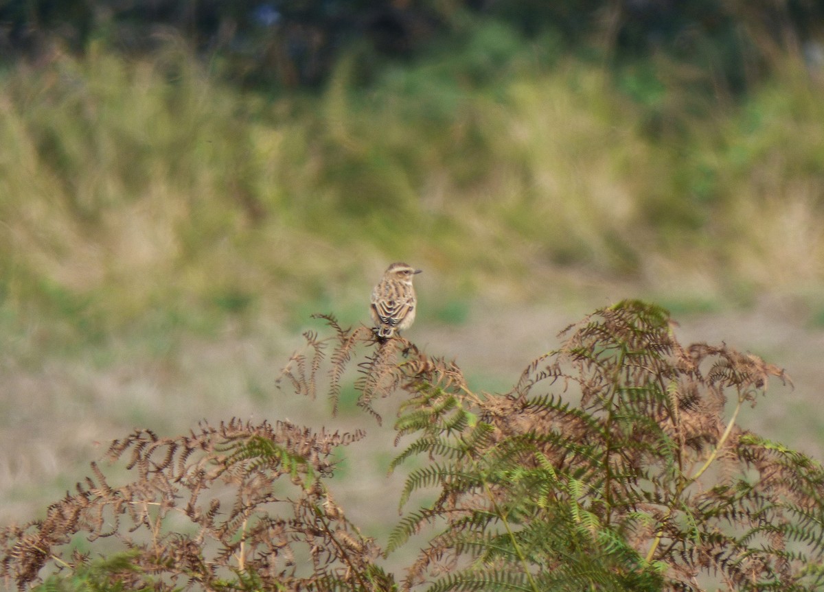 Whinchat - ML178127441