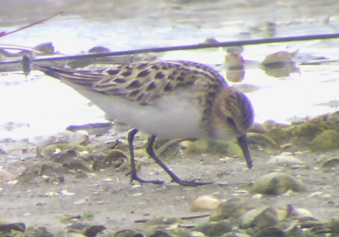 Little Stint - ML178127461