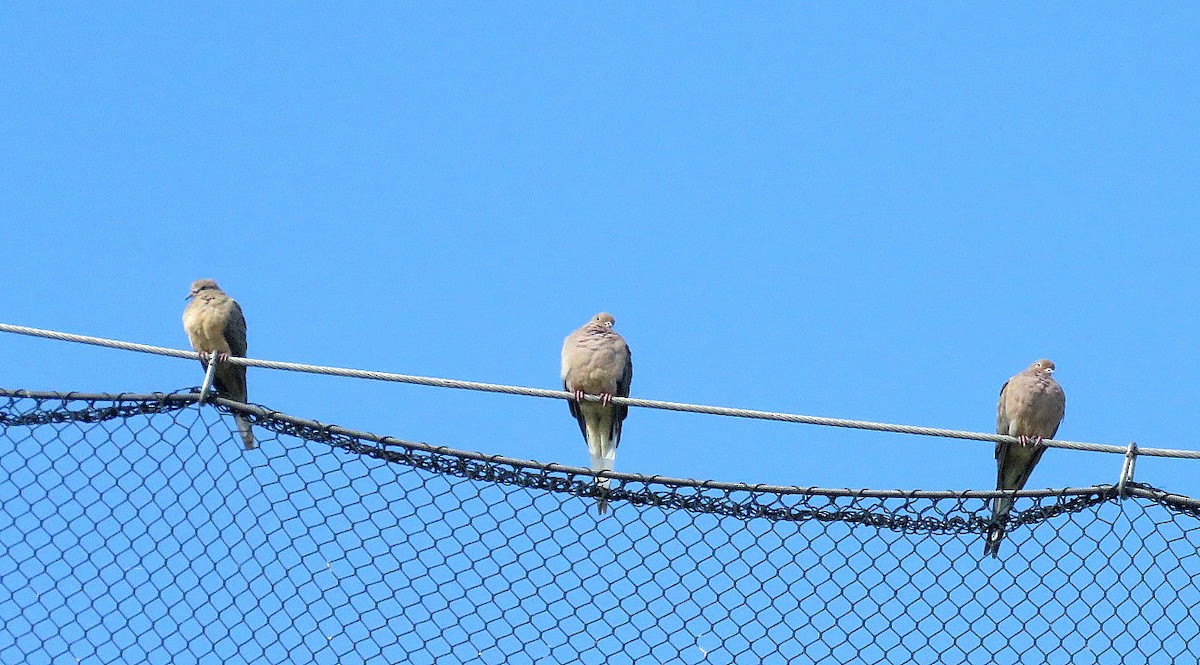 Mourning Dove - Michael Bowen