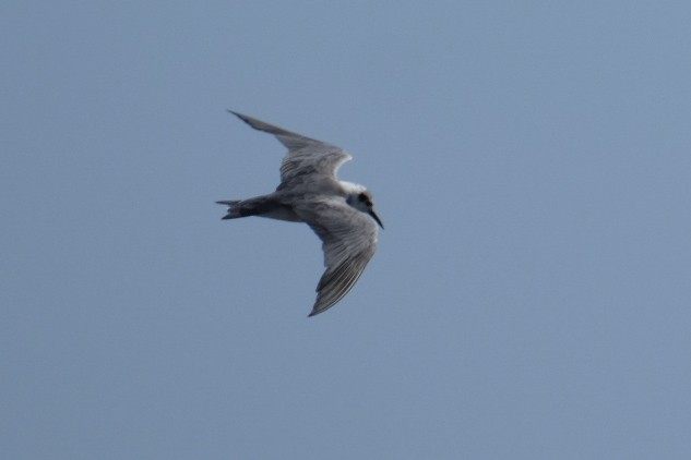Black Tern - Stephen Manuel
