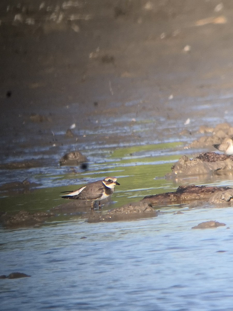 Common Ringed Plover - ML178128831