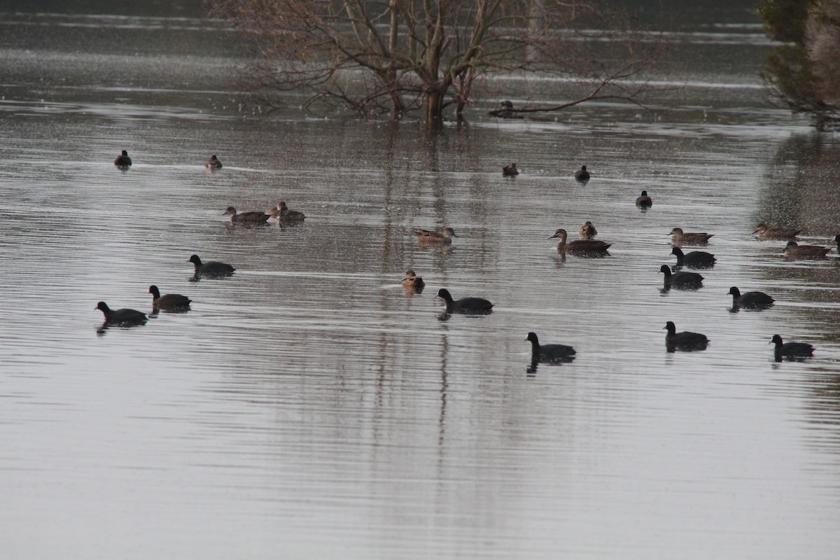 Eurasian Coot - ML178129031