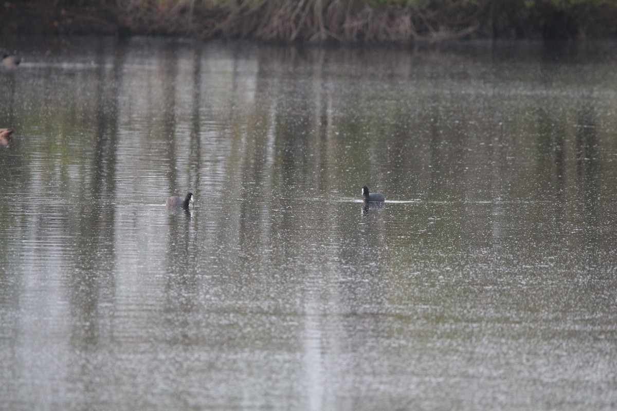 Eurasian Coot - ML178129041