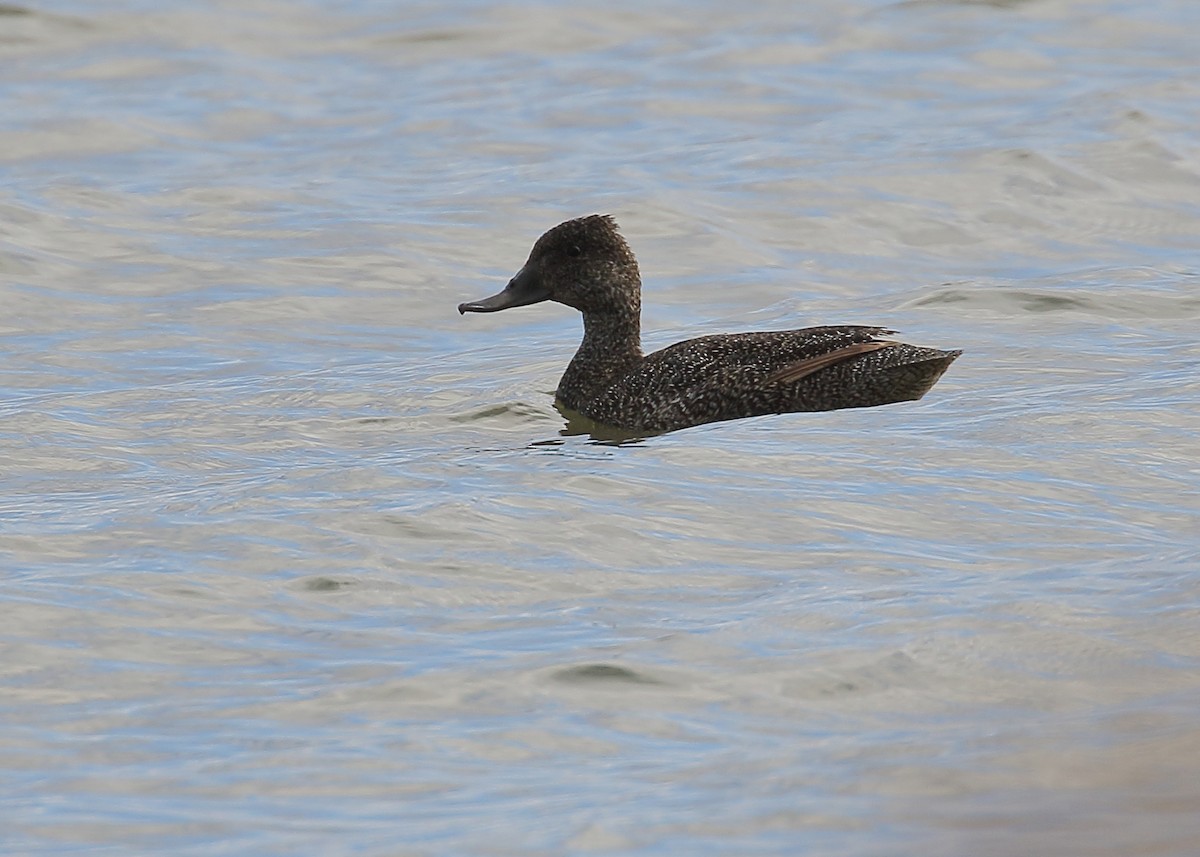 Freckled Duck - ML178130261