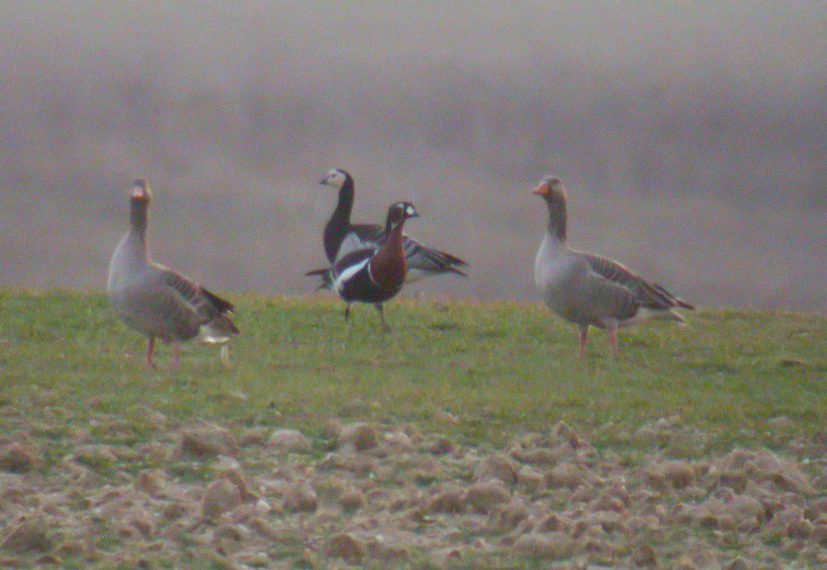 Red-breasted Goose - ML178130371