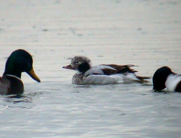 Long-tailed Duck - ML178130421