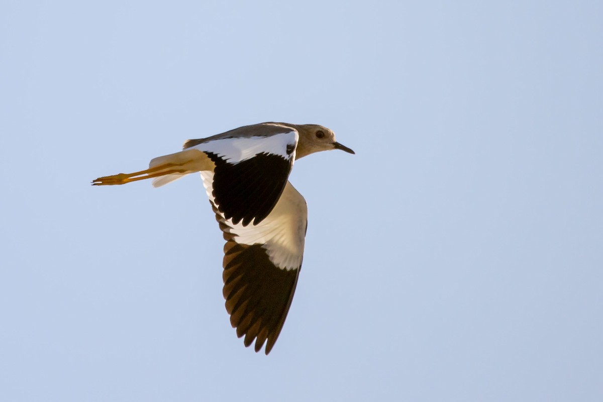 White-tailed Lapwing - ML178132081