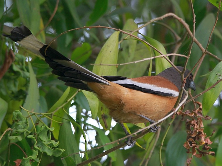 Rufous Treepie - ML178132251