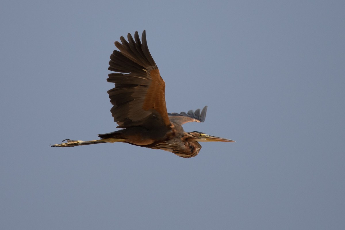 Purple Heron - ML178132261