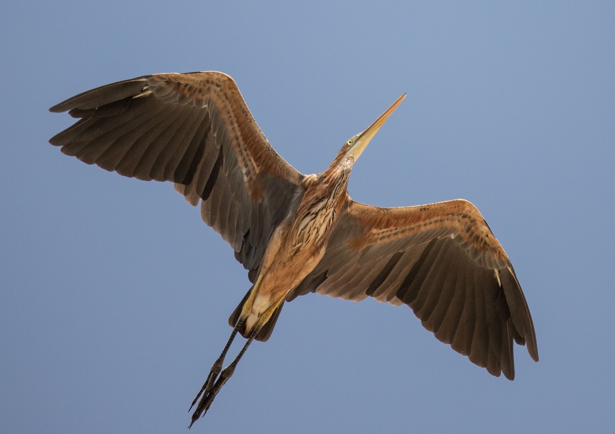 Purple Heron - ML178132291