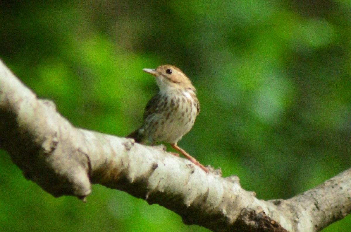 Puff-throated Babbler - Karthikeyan G B