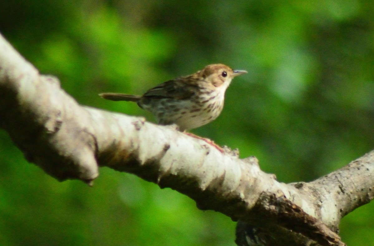 Puff-throated Babbler - ML178133381