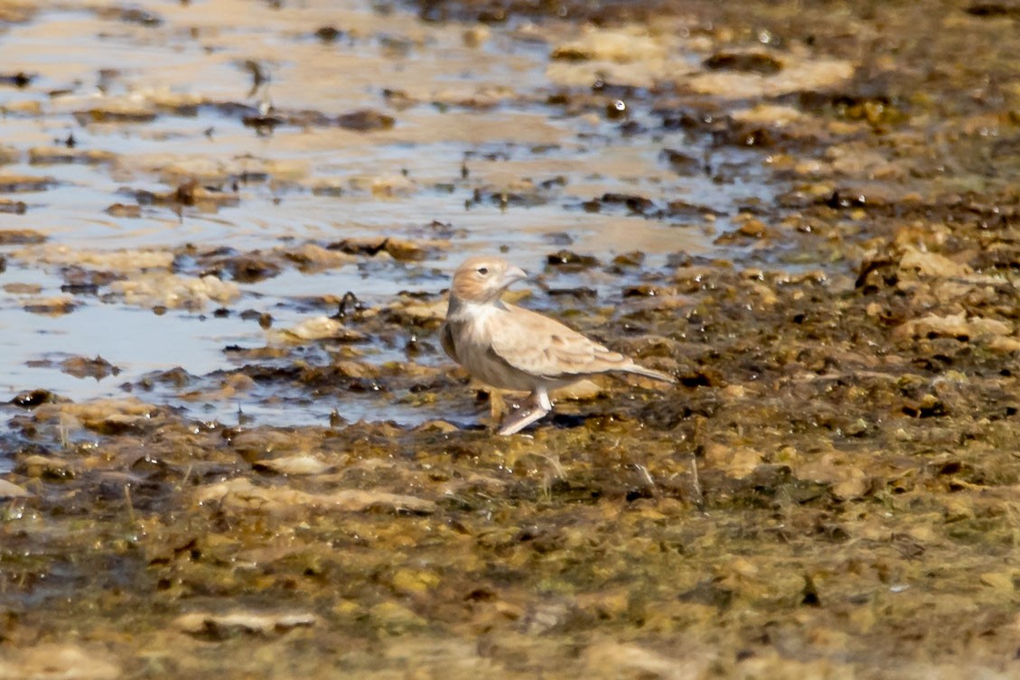 Black-crowned Sparrow-Lark - ML178133691