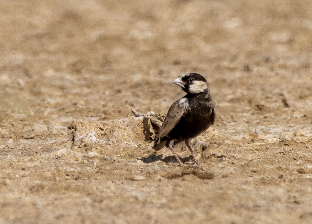 Black-crowned Sparrow-Lark - ML178133701